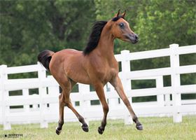 Allegiance LSA Allegiance LSA: Patriot LSA x Star Of Passion